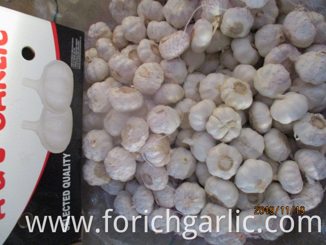 Best Quality Fresh Pure White Garlic